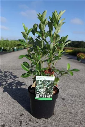 Apfelbeere 'Professor Ed' - Aronia melanocarpa 'Professor Ed'