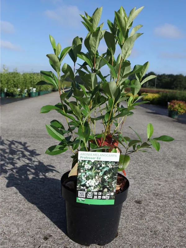 Apfelbeere 'Professor Ed' - Aronia melanocarpa 'Professor Ed'
