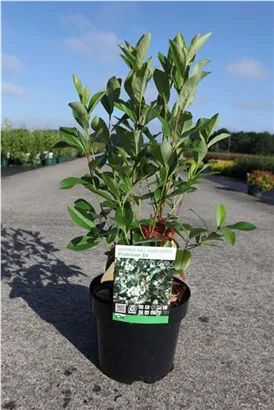 Apfelbeere 'Professor Ed' - Aronia melanocarpa 'Professor Ed'