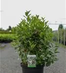 Apfelbeere 'Professor Ed' - Aronia melanocarpa 'Professor Ed'