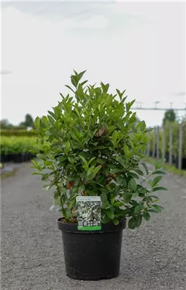 Apfelbeere 'Professor Ed' - Aronia melanocarpa 'Professor Ed'