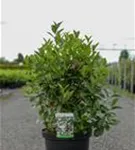 Apfelbeere 'Professor Ed' - Aronia melanocarpa 'Professor Ed'