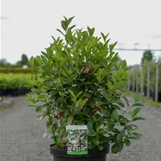 Aronia melanocarpa 'Professor Ed', C 10 60- 80