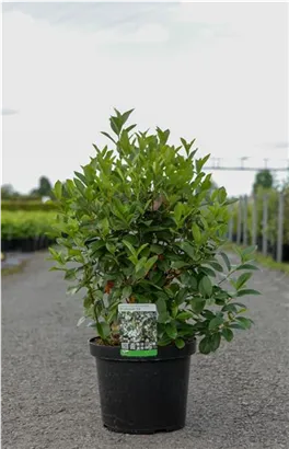 Apfelbeere 'Professor Ed' - Aronia melanocarpa 'Professor Ed'