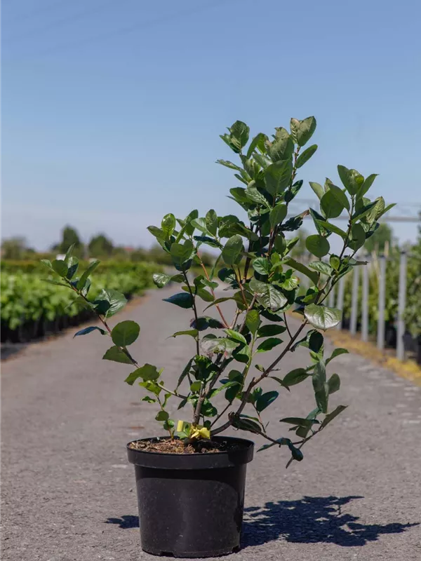 Aronia prunifolia 'Aron'