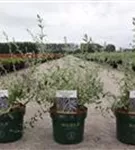 Hänge-Sommerflieder - Buddleja alternifolia 'Unique'