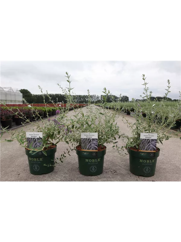 Hänge-Sommerflieder - Buddleja alternifolia 'Unique'