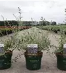 Hänge-Sommerflieder - Buddleja alternifolia 'Unique'