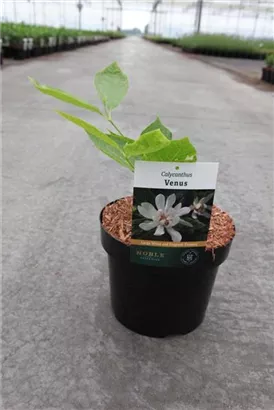 Gewürzstrauch 'Venus' - Calycanthus 'Venus'