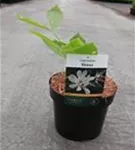 Gewürzstrauch 'Venus' - Calycanthus 'Venus'