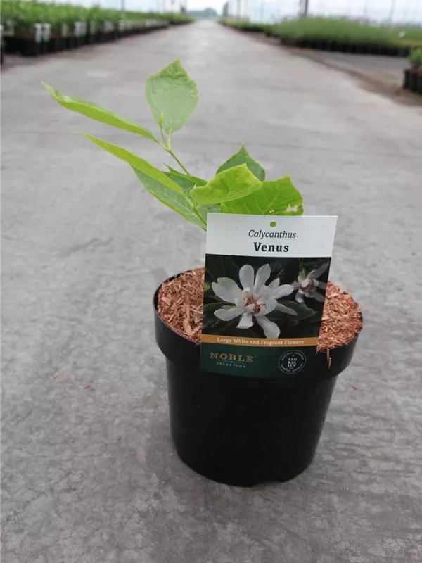 Gewürzstrauch 'Venus' - Calycanthus 'Venus'