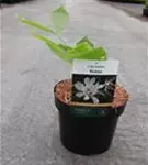 Gewürzstrauch 'Venus' - Calycanthus 'Venus'