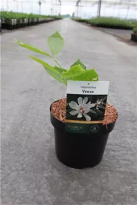 Gewürzstrauch 'Venus' - Calycanthus 'Venus'