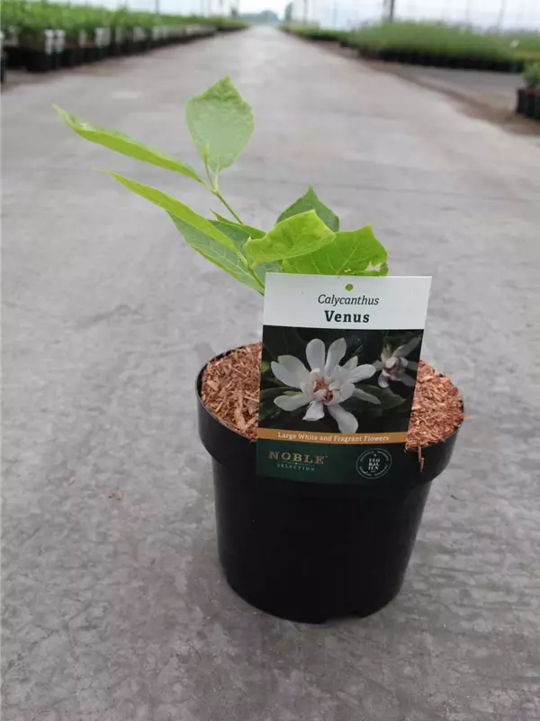 Gewürzstrauch 'Venus' - Calycanthus 'Venus'