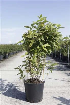 Gewürzstrauch floridus - Calycanthus floridus
