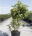 Gewürzstrauch floridus - Calycanthus floridus