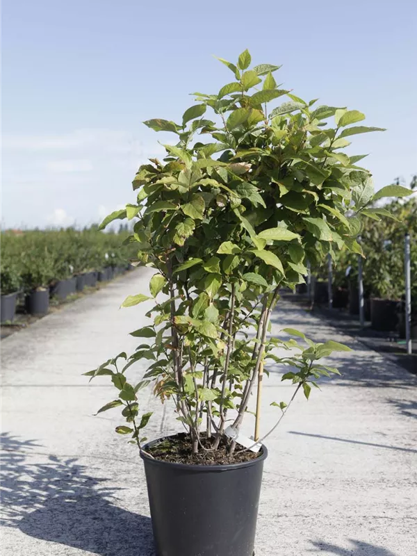 Gewürzstrauch floridus - Calycanthus floridus