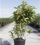 Gewürzstrauch floridus - Calycanthus floridus