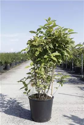 Gewürzstrauch floridus - Calycanthus floridus