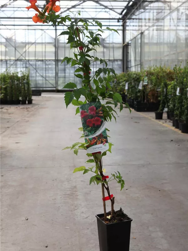 Trompetenblume 'Flamenco' - Campsis radicans 'Flamenco'