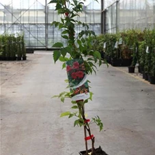 Campsis radicans 'Flamenco', C 2 60- 80