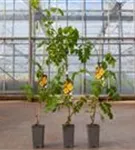 Gelbe Trompetenblume - Campsis radicans 'Flava'