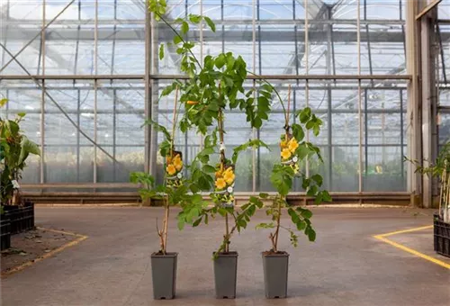 Gelbe Trompetenblume - Campsis radicans 'Flava'