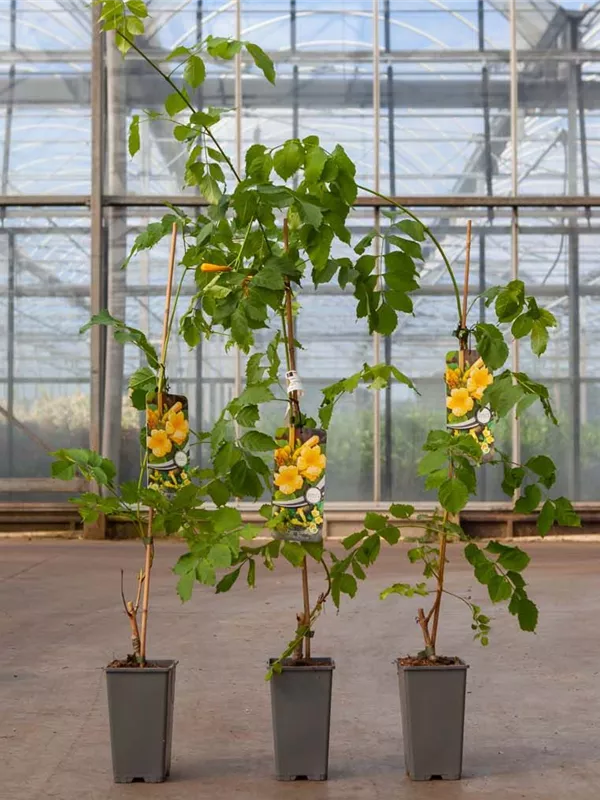 Gelbe Trompetenblume - Campsis radicans 'Flava'