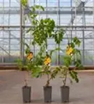 Gelbe Trompetenblume - Campsis radicans 'Flava'
