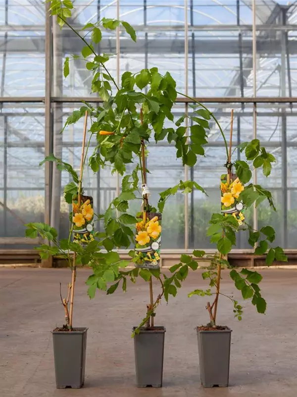 Gelbe Trompetenblume - Campsis radicans 'Flava'