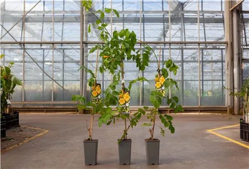 Gelbe Trompetenblume - Campsis radicans 'Flava'