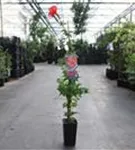 Große Kletter-Trompetenblume 'Mme Galen' - Campsis tagliabuana 'Mme Galen'