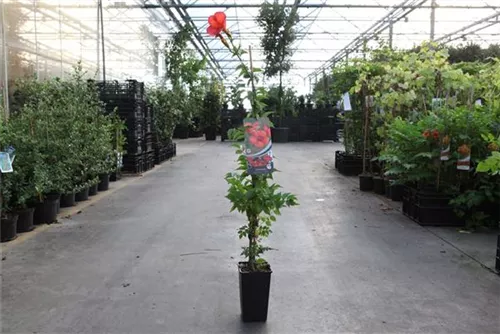 Große Kletter-Trompetenblume 'Mme Galen' - Campsis tagliabuana 'Mme Galen'