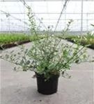 Immergrüne Säckelblume repens - Ceanothus thyrsifl.repens