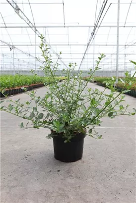 Immergrüne Säckelblume repens - Ceanothus thyrsifl.repens