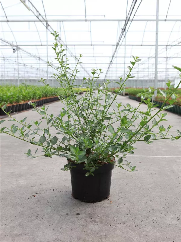 Immergrüne Säckelblume repens - Ceanothus thyrsifl.repens