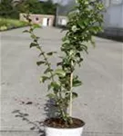 Zierquitte 'Orange Storm' - Chaenomeles speciosa 'Orange Storm'