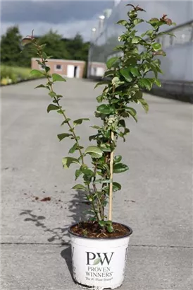 Zierquitte 'Orange Storm' - Chaenomeles speciosa 'Orange Storm'
