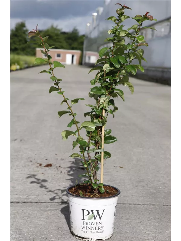 Zierquitte 'Orange Storm' - Chaenomeles speciosa 'Orange Storm'