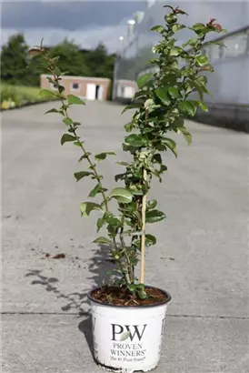 Zierquitte 'Orange Storm' - Chaenomeles speciosa 'Orange Storm'