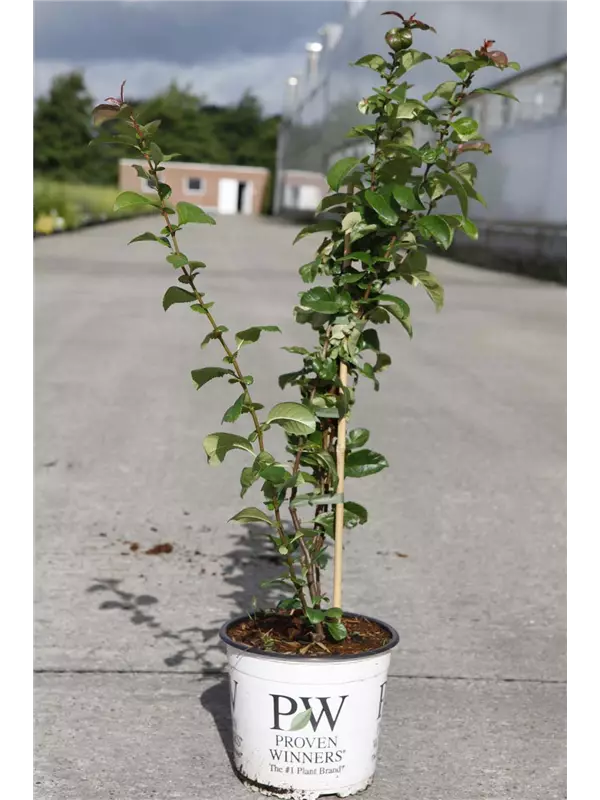 Zierquitte 'Orange Storm' - Chaenomeles speciosa 'Orange Storm'