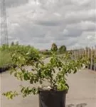 Zierquitte 'Orange Storm' - Chaenomeles speciosa 'Orange Storm'