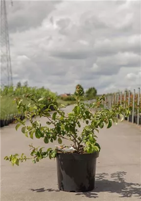 Zierquitte 'Orange Storm' - Chaenomeles speciosa 'Orange Storm'