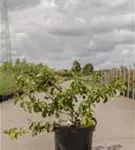 Zierquitte 'Orange Storm' - Chaenomeles speciosa 'Orange Storm'