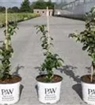 Zierquitte 'Pink Storm' - Chaenomeles speciosa 'Pink Storm'