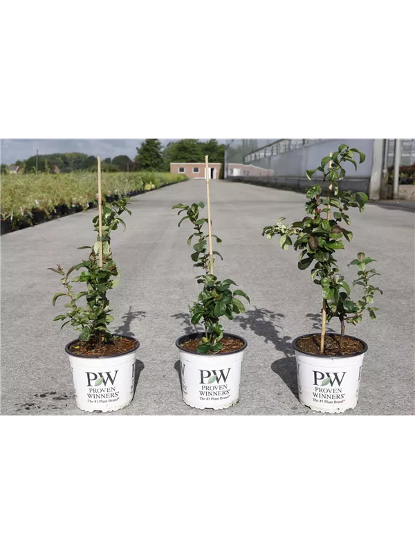 Zierquitte 'Pink Storm' - Chaenomeles speciosa 'Pink Storm'