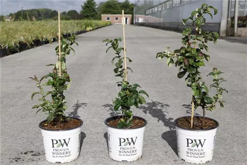 Zierquitte 'Pink Storm' - Chaenomeles speciosa 'Pink Storm'