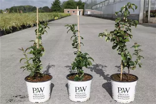 Zierquitte 'Pink Storm' - Chaenomeles speciosa 'Pink Storm'