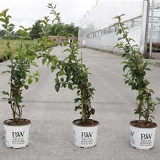 Chaenomeles speciosa 'Scarlet Storm', C 3 40- + Chaenomeles speciosa 'Scarlet Storm', C 3 40- +