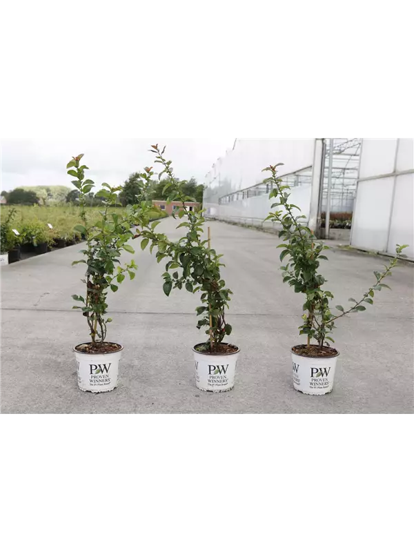 Chaenomeles speciosa 'Scarlet Storm'